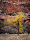 Zion Nationaal Park - 6