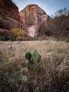 Zion Nationaal Park - 3