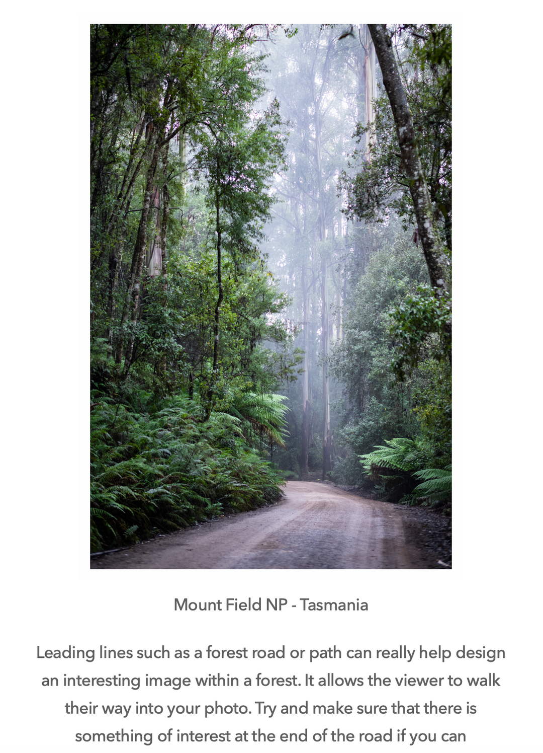 Landscape Photography e-Book - Forests, Trees and Things in Between - FREE
