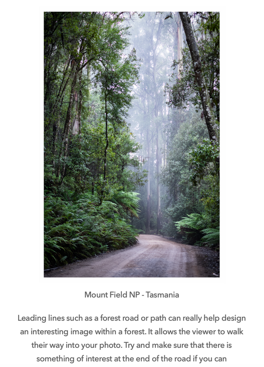 Landscape Photography e-Book - Forests, Trees and Things in Between - FREE