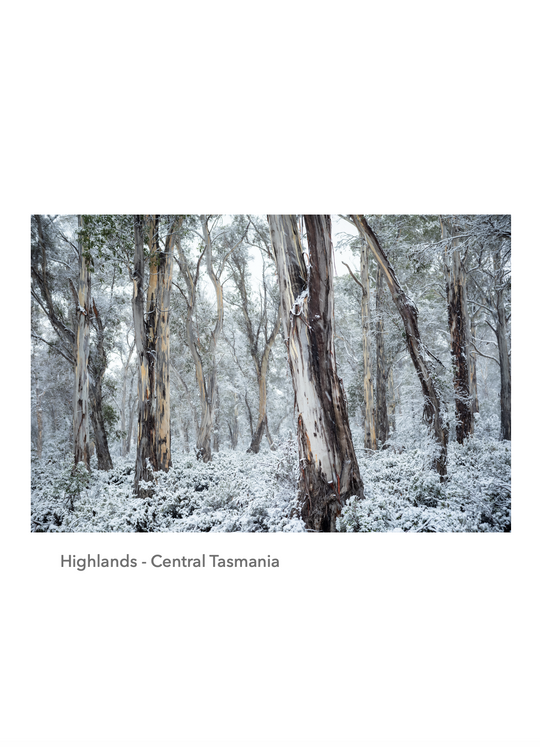 Landscape Photography e-Book - Forests, Trees and Things in Between - FREE