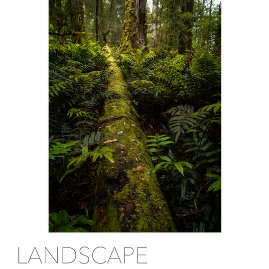 Landscape Photography e-Book - Forests, Trees and Things in Between - FREE