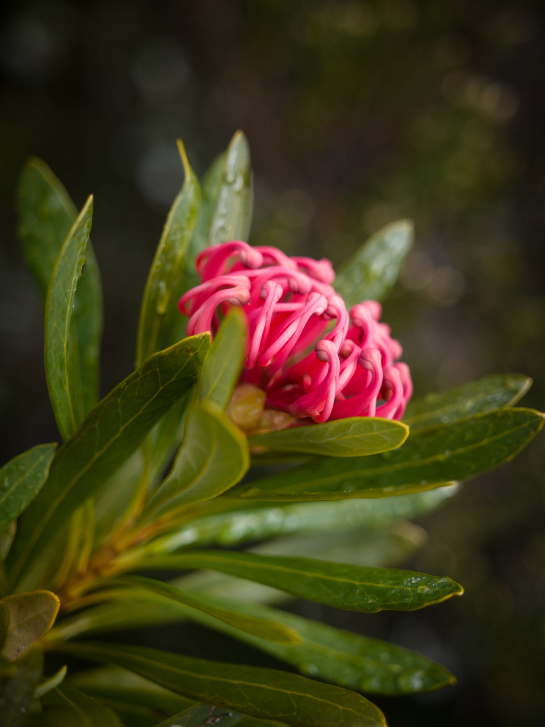 Waratah Delights