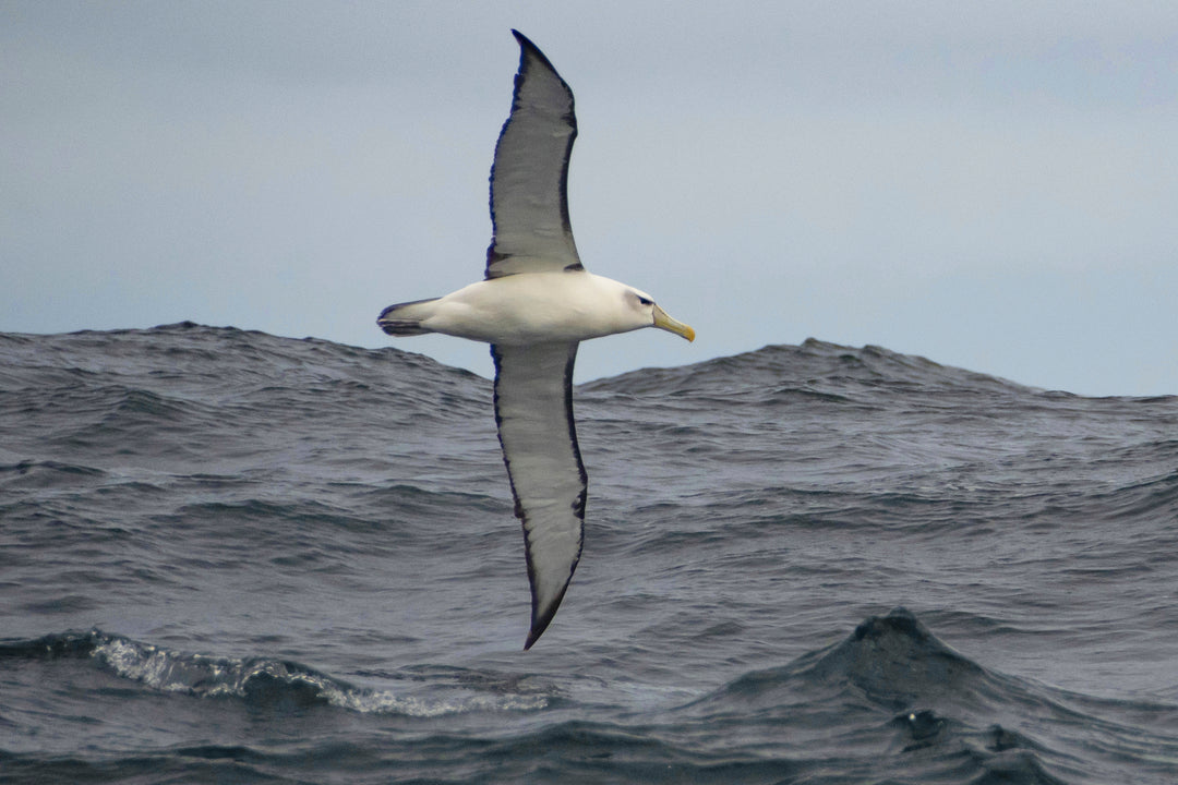 Sydney to Hobart Race PLUS the Three Capes - Photography Journey - December 28th to 30th - 2026 - Sold Out!!!