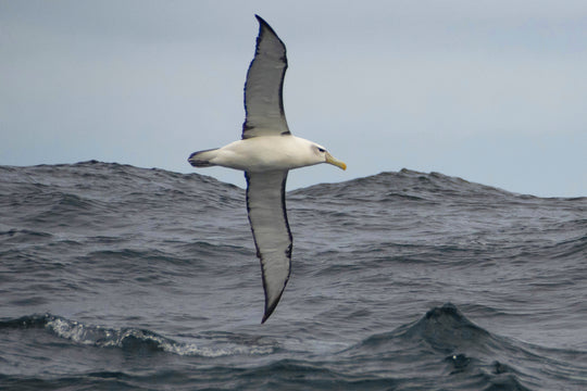 Sydney to Hobart Race PLUS the Three Capes - Photography Journey - December 28th to 30th - 2026 - Sold Out!!!