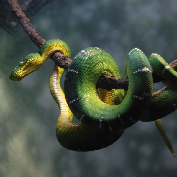 Daintree FNQ - Macro-Photography Workshop - April 8th to 12th - 2026 - 2 Places Available