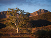 Ikara - Flinders Ranges & Surrounds - June 23rd to 28th - 2026 - 6 Places Available
