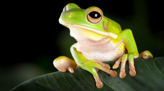Daintree FNQ - Macro-Photography Workshop - April 8th to 12th - 2026 - 2 Places Available