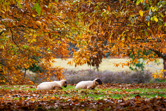 OM Day Daylesford Autumn - April 27th - 2023 - Only 2 Places Left