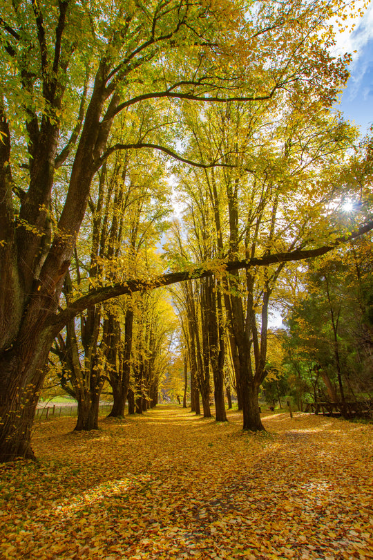 OM Day Daylesford Autumn - April 27th - 2023 - Only 2 Places Left
