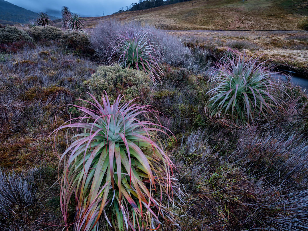 Cradle Mountain Olympus Day - 16 juli - 2022 - Uitverkocht!!
