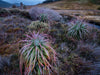 Cradle Mountain Olympus Day - 16 juli - 2022 - Uitverkocht!!