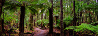 Tarkine Wilderness Photography Workshop - 50% OFF PRICE - August 26th to 30th - 2023 - SOLD OUT!!