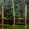 Tarkine Wilderness Photography Workshop - 50% OFF PRICE - August 26th to 30th - 2023 - SOLD OUT!!