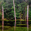 Tarkine Wilderness Photography Workshop - May 20th to 24th - 2023 - 3 Places Available