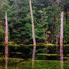 Tarkine Wilderness Workshop - 14 tot 18 oktober 2022 - UITVERKOCHT