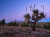 Grass Tree Views