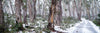 Snow Trails of Highlands (Panorama)