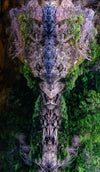 Franklin River Rafting PhotoTour - November 11th to 18th (8 Days) - 2022 - SOLD OUT!!!