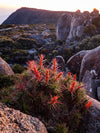 Build Your Own Tassie Adventure - Contact for Quote