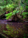 Reflecting Ferns