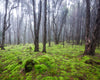 Foggy Forests