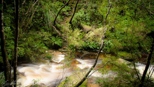 Franklin River Rafting PhotoTour - 11 tot 18 november (8 dagen) - 2022 - UITVERKOCHT!!!