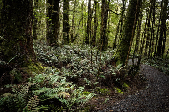 Fototour langs de oostkust van Tasmanië - 19 tot 24 augustus 2022 - UITVERKOCHT!!!