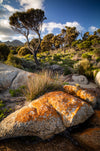 Fotheringate Tree - Flinders Island