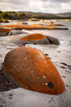 Pet Rock - Flinders Island