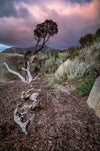 Sunset Trees - Flinders Island