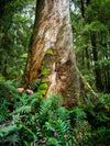 Tarkine Wilderness Photography Workshop - 20 tot 24 mei - 2023 - 3 plaatsen beschikbaar