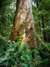 Tarkine Wilderness Workshop - 14 tot 18 oktober 2022 - UITVERKOCHT