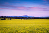 Canola Fields Midlands