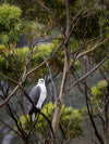 Southwest Wilderness 3-daags kamp - 19 tot 21 maart - 2024 - Melaleuca - Bathurst Harbor - Fototour - UITVERKOCHT !!