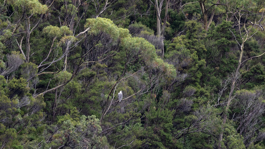 Southwest Wilderness 3-Day Camp - October 30th to Nov 1st - 2022 - Melaleuca - Bathurst Harbour - PhotoTour