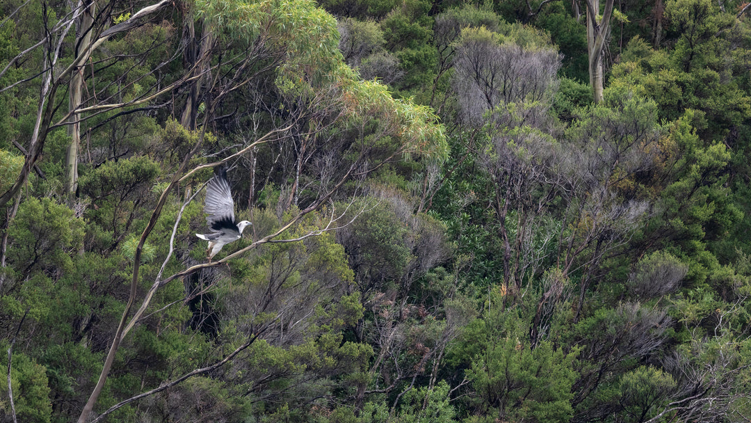 Southwest Wilderness 3-Day Camp - March 26th to 28th - 2022 - Melaleuca - Bathurst Harbour - PhotoTour