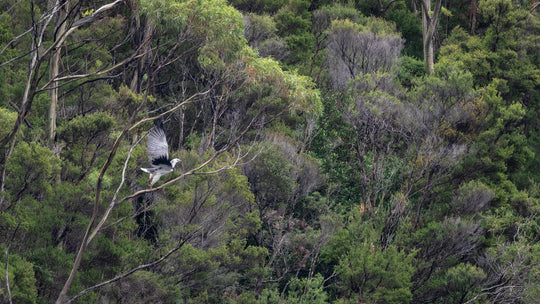 Southwest Wilderness 3-Day Camp - October 30th to Nov 1st - 2022 - Melaleuca - Bathurst Harbour - PhotoTour