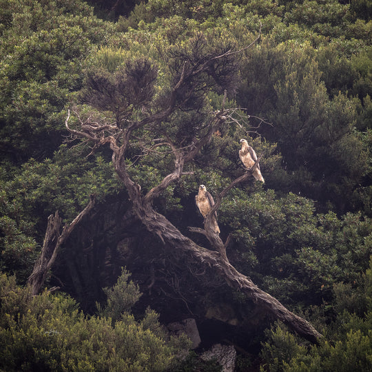 Southwest Wilderness 3-Day Camp - March 26th to 28th - 2022 - Melaleuca - Bathurst Harbour - PhotoTour