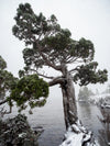 Mount Field National Park Charters (ex Hobart)