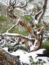 The King of Snowgums