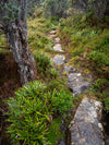 Mount Field National Park Charters (ex Hobart)