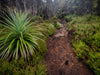 Mount Field National Park Charters (ex Hobart)