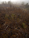 Overland Track Photography Tour - September 1st to 7th - 2022