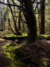 Overland Track Photography Tour - September 1st to 7th - 2022