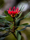 Franklin Waratah