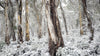 Besneeuwde plaatsen - Hooglanden Tasmanië
